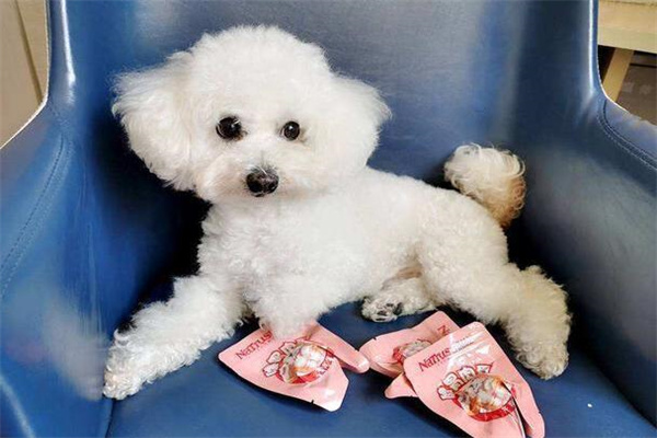 比熊犬多少钱一只