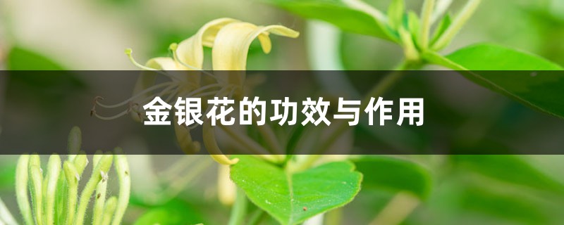 金银花的功效与作用？