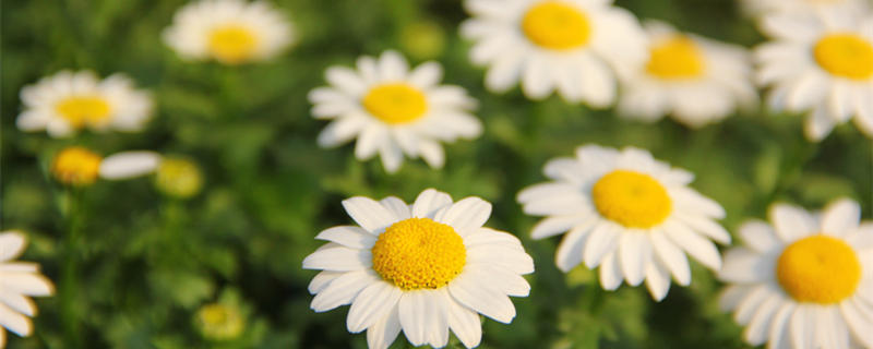 小雏菊的花语