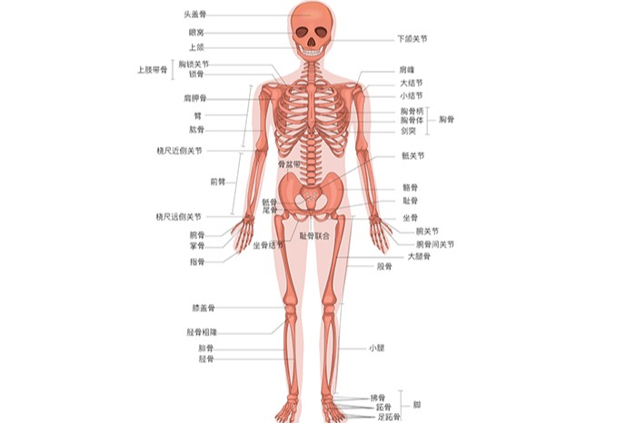 人体骨骼结构示意图