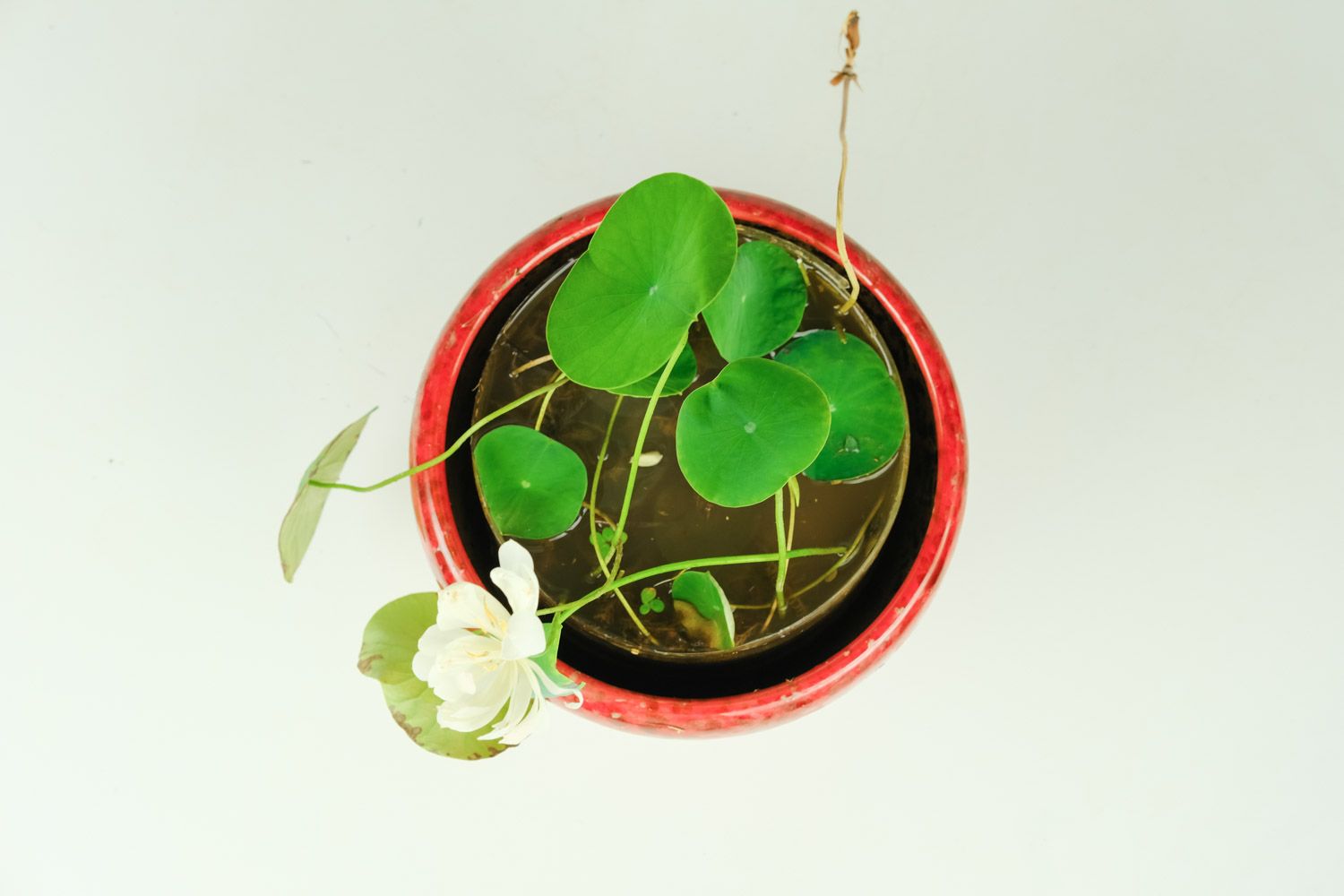 碗莲的种植方法水培