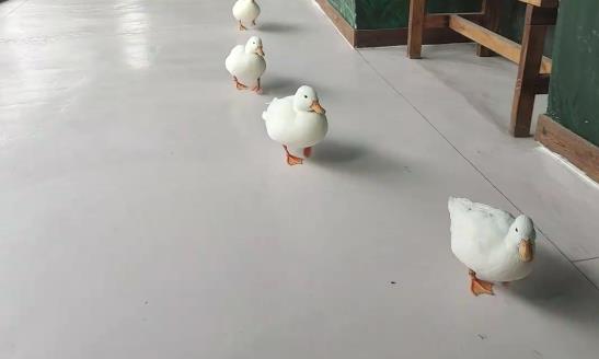 柯尔鸭和普通的鸭子有什么区别
