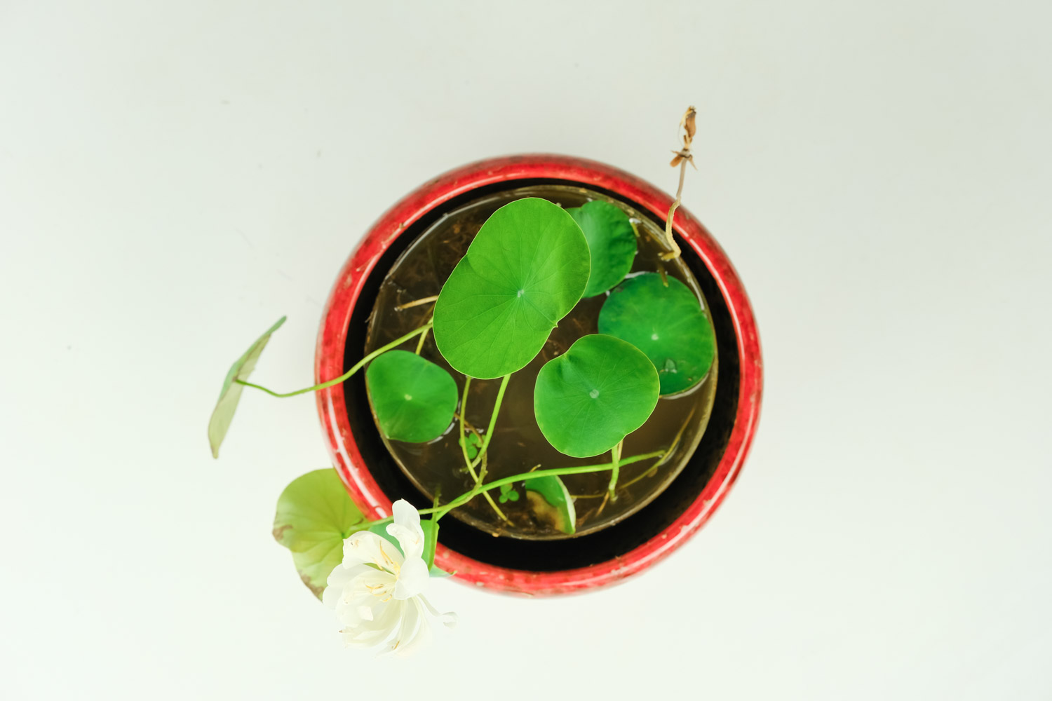 碗莲的种植方法水培