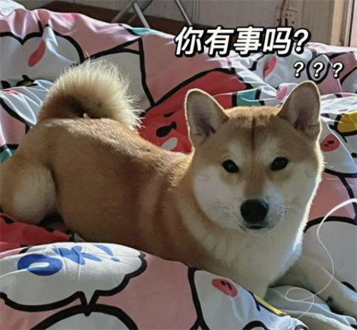 柴犬图片搞笑表情包