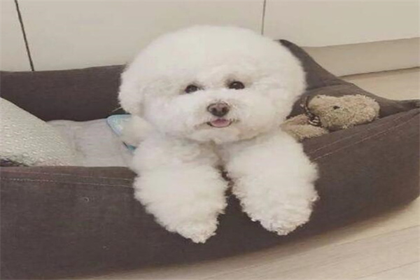 比熊犬多少钱一只