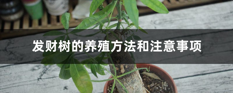 发财树的养殖方法和浇水