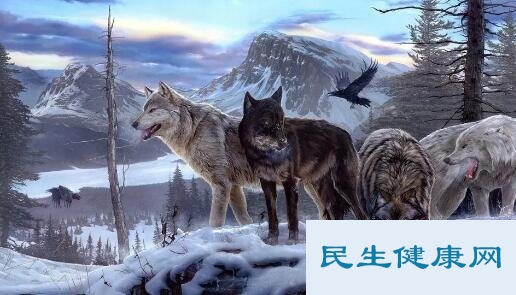 四大猛兽指什么动物