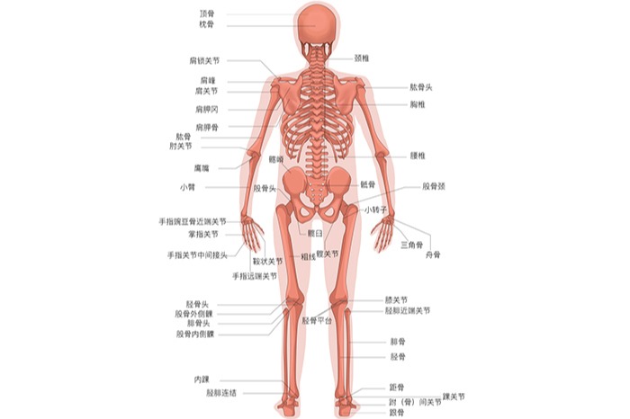 人体骨骼结构示意图