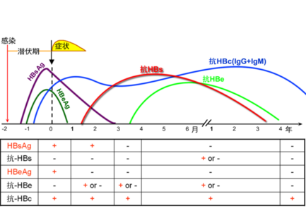 乙肝五项正确对照表