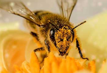 蜜蜂蛰了怎么快速消肿止痛