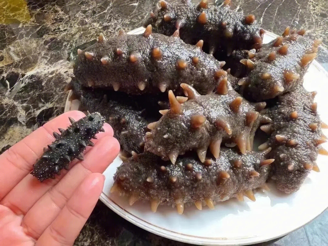 海参作用