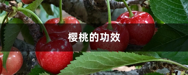 樱桃的功效与作用,樱桃图片
