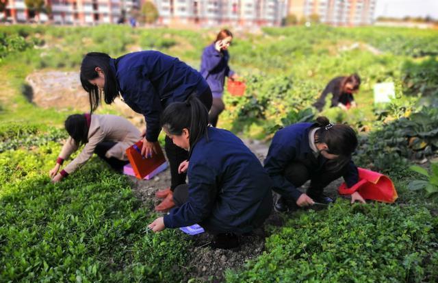 面条菜图片