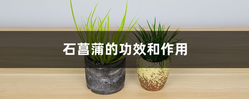 石菖蒲的功效与作用