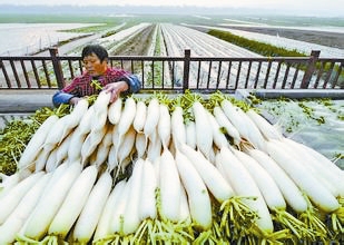 秋分适合吃什么食物