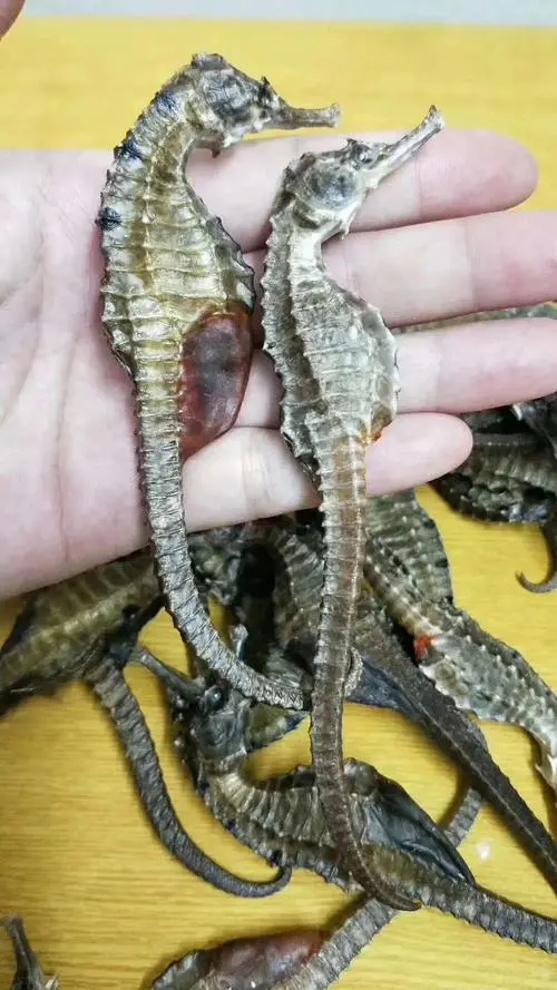 海马的功效与作用吃法