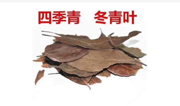 四季青有什么功效与作用？四季青什么人不宜使用？
